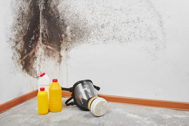 Crawl Space Mold Removal in Highland Acres, DE