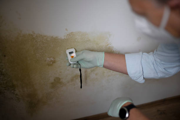 Best Best Mold Removal Companies  in Highland Acres, DE