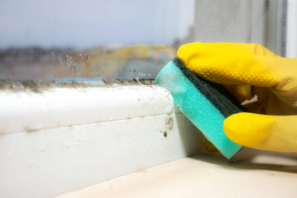 Certified Mold Removal in Highland Acres, DE