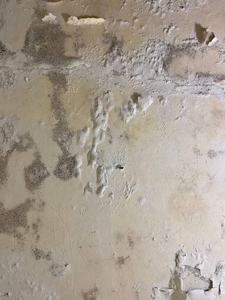 Best Mold Removal Process  in Highland Acres, DE