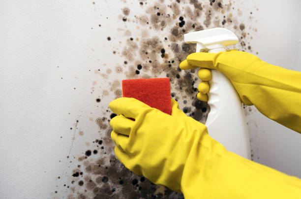 Office Mold Removal Services in Highland Acres, DE